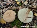 Lactarius torminosus-amf1081